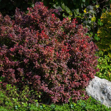 Load image into Gallery viewer, Admiration Barberry Shrub