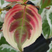 Load image into Gallery viewer, Akatsuki Dogwood