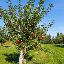 Load image into Gallery viewer, Anna Apple Tree
