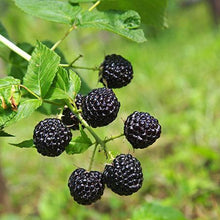 Load image into Gallery viewer, Apache Blackberry - USDA Organic