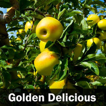 Load image into Gallery viewer, 5-in-1 Apple Tree