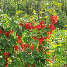 Load image into Gallery viewer, Bird Netting