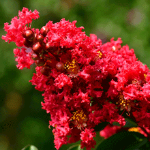 Load image into Gallery viewer, Black Diamond® Crape Myrtle - Red Hot™