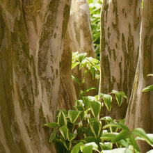 Load image into Gallery viewer, Black Diamond® Shell Pink™ Crape Myrtle Shrub