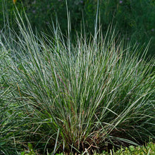 Load image into Gallery viewer, Blues Little Bluestem Grass