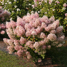 Load image into Gallery viewer, Bobo Hydrangea Shrub