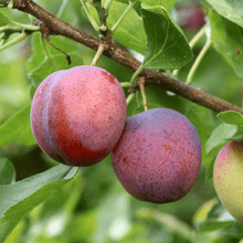 Load image into Gallery viewer, 2-in-1 Plum Surprise Tree