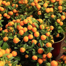 Load image into Gallery viewer, Clementine Tree