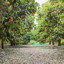 Load image into Gallery viewer, Cara Cara Orange Tree