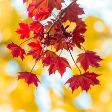 Load image into Gallery viewer, Endless Autumn Maple™ Tree