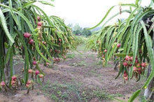 Load image into Gallery viewer, Dragon Fruit Cactus - USDA Organic