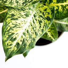 Load image into Gallery viewer, Dieffenbachia (Dumb Cane Plant)