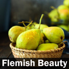 Load image into Gallery viewer, 5-in-1 Pear Tree