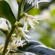 Load image into Gallery viewer, Fragrant Sweetbox