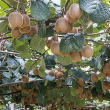 Load image into Gallery viewer, Fuzzy Kiwi - USDA Organic