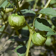 Load image into Gallery viewer, Ground Cherry