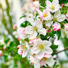 Load image into Gallery viewer, Gala Apple Tree - USDA Organic