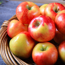 Load image into Gallery viewer, Honeycrisp™ Apple Tree