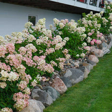 Load image into Gallery viewer, Fire Light® Hydrangea Shrub