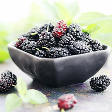 Load image into Gallery viewer, Illinois Everbearing Mulberry