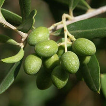 Load image into Gallery viewer, Italian Olive Tree