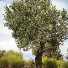 Load image into Gallery viewer, Italian Olive Tree