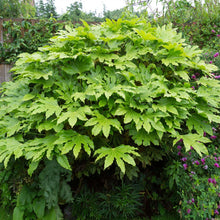 Load image into Gallery viewer, Japanese Aralia Plant