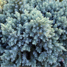 Load image into Gallery viewer, Blue Star Juniper Tree