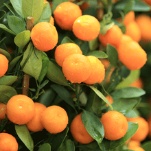 Load image into Gallery viewer, Kishu Mandarin Tree (Seedless)