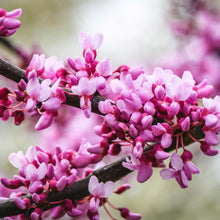 Load image into Gallery viewer, Merlot Redbud Tree