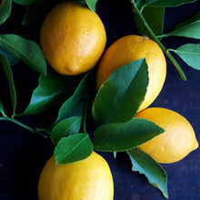 Load image into Gallery viewer, Meyer Lemon Tree - USDA Organic