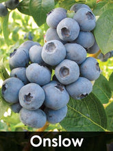 Load image into Gallery viewer, 3-in-1 Blueberry Bush (Southern Highbush)