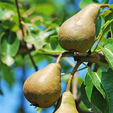 Load image into Gallery viewer, 4-in-1 Pear Surprise Tree