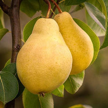 Load image into Gallery viewer, 5-in-1 Pear Surprise Tree