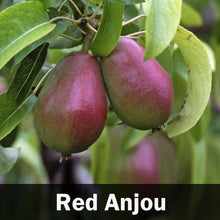 Load image into Gallery viewer, 4-in-1 Pear Tree