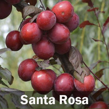 Load image into Gallery viewer, 5-in-1 Plum Tree