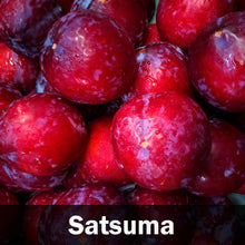 Load image into Gallery viewer, 3-in-1 Plum Tree