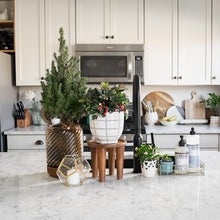 Load image into Gallery viewer, Dwarf Alberta Spruce Gift Plant