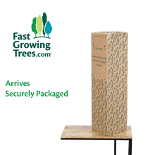 Load image into Gallery viewer, Bromeliad Plant