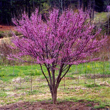 Load image into Gallery viewer, Ace of Hearts Redbud Tree
