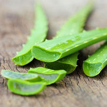 Load image into Gallery viewer, Aloe Vera Plant
