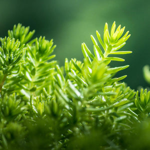 Angelina Sedum Plant