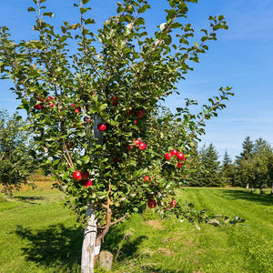 Anna Apple Tree