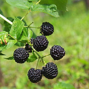 Apache Blackberry - USDA Organic