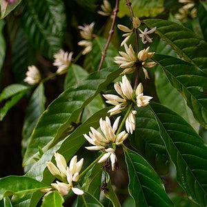 Arabica Coffee Plant - USDA Organic