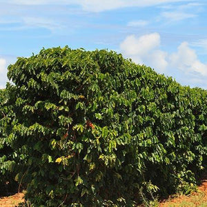 Arabica Coffee Plant - USDA Organic