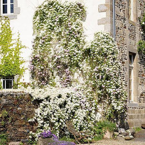 Armandii Snowdrift Clematis