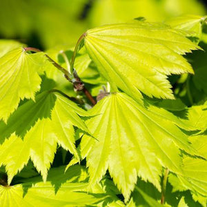 Autumn Moon Japanese Maple