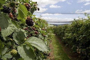 Boysenberry Bush - Thornless