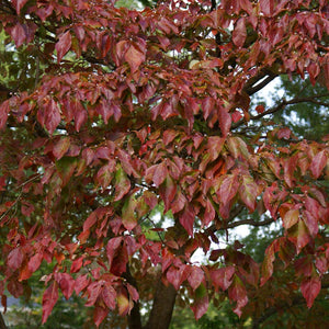 Blue Ray Kousa Dogwood